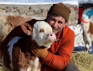 Kars’ta Dondurucu Soğuklar: Besiciler Zorlu Şartlarda Mücadele Ediyor