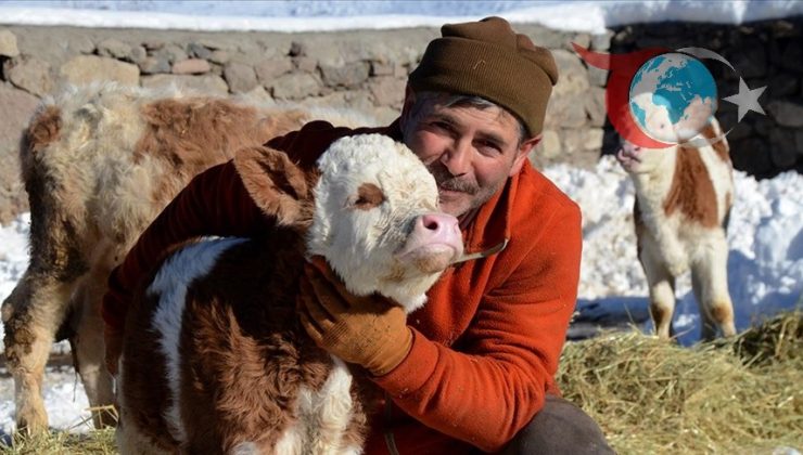 Kars’ta Dondurucu Soğuklar: Besiciler Zorlu Şartlarda Mücadele Ediyor