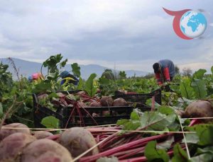 Kırmızı Pancar: Tarladan Sofralara Uzanan Yolculuk