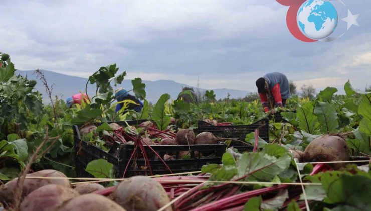 Kırmızı Pancar: Tarladan Sofralara Uzanan Yolculuk