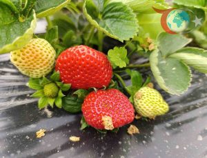 Köprübaşı’nda Çilek Hasadı Aralık Ayında da Hız Kesmeden Devam Ediyor