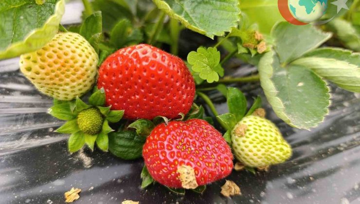 Köprübaşı’nda Çilek Hasadı Aralık Ayında da Hız Kesmeden Devam Ediyor