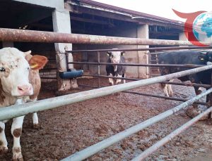 Kütahya Hisarcık’ta Şap Hastalığına Dair Yeni Önlemler Alındı