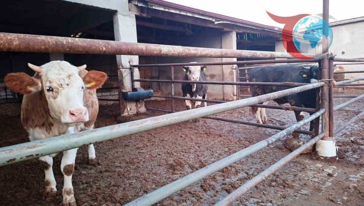 Kütahya Hisarcık’ta Şap Hastalığına Dair Yeni Önlemler Alındı