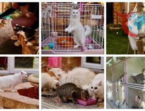 Libya’da Lüks Kedi Oteli: Kedilere Beş Yıldızlı Konfor