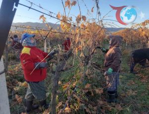 Manisa Sarıgöl’de Kadın İşçilerle Üzüm Bağlarına Yeni Soluk
