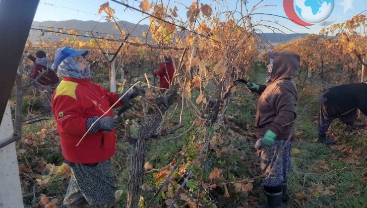 Manisa Sarıgöl’de Kadın İşçilerle Üzüm Bağlarına Yeni Soluk