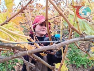 Manisa Sarıgöl’de Üzüm Üreticileri Artan Maliyetlerle Baş Etmenin Yollarını Arıyor