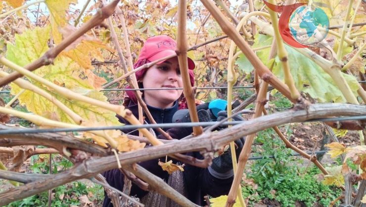 Manisa Sarıgöl’de Üzüm Üreticileri Artan Maliyetlerle Baş Etmenin Yollarını Arıyor