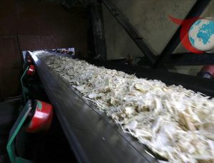 Muş ve Van’da Şeker Pancarı Hasadı: Çiftçilerden Ekonomiye Büyük Katkı