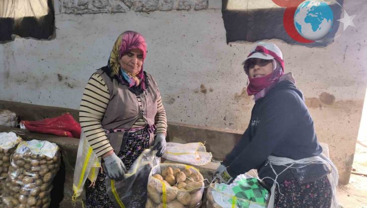 Şuhut’ta Patates Hasadı: Yüzler Güldü