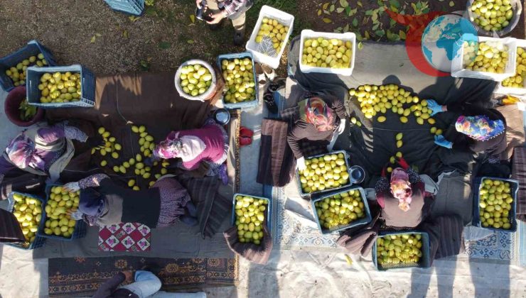 Tarım ÜFE’de İnişli Çıkışlı Grafikler: Kasım 2025’te Neler Değişti?