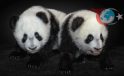 Tokyo’nun Pandasız Kalmaya Hazırlanışı: Diplomatik Gerilim ve Pandaların Geri Dönüşü