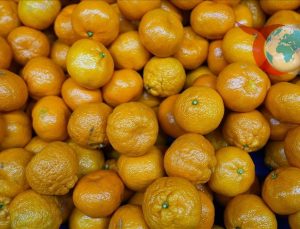 Türkiye’nin Mandalina İhracatında Rekor Artış