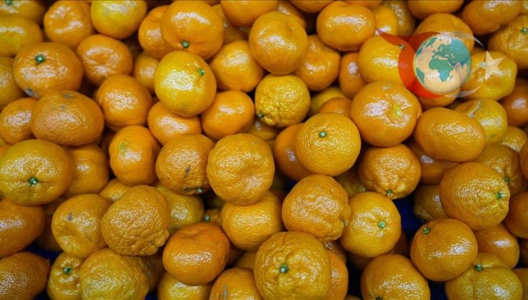 Türkiye’nin Mandalina İhracatında Rekor Artış