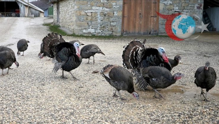 Yılbaşı Öncesi Eflani ve Kandıra’da Hindi Yetiştiriciliği
