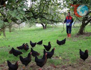 Yüzde 50 Hibeli Tavukçuluk Projesi Kocaeli’de Yumurtaya Olan Talebi Arttırıyor