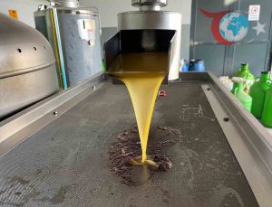 Zeytin Hasadında Verim Artışı: Denizli’de Zeytinyağı Üretimi Hız Kazandı