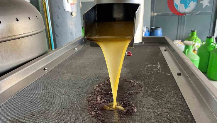 Zeytin Hasadında Verim Artışı: Denizli’de Zeytinyağı Üretimi Hız Kazandı