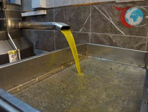 Zeytinyağı Fiyatları Yükseliyor: Üreticiler İçin Umut Verici Gelişmeler